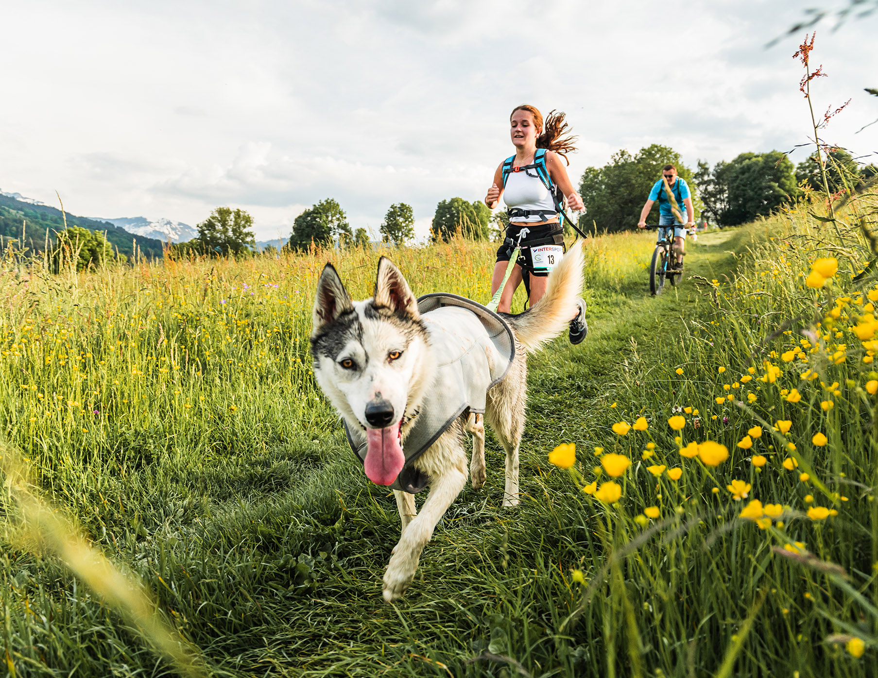 gros plan face chien husky blanc tenu en laisse par traileuse 