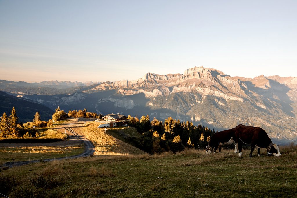 Vacas en los pastos de montaña en lo alto de las laderas de Combloux