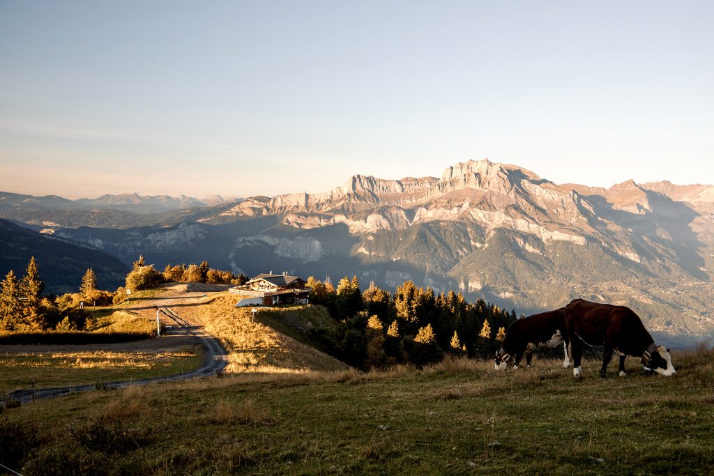 Vaches en alpage au sommet des pistes de Combloux