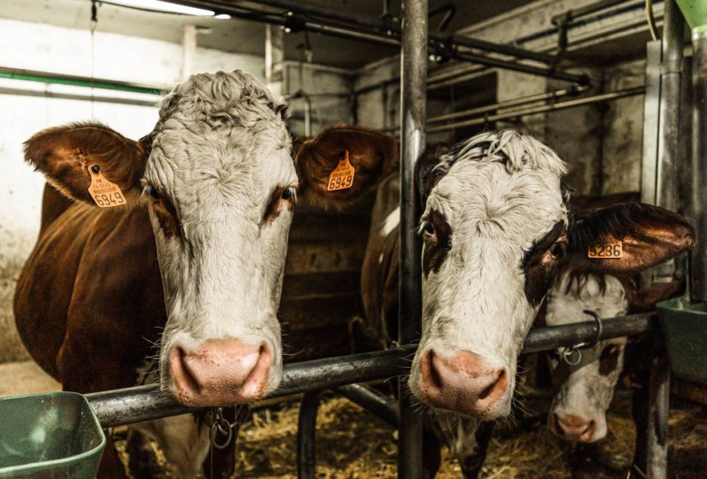 portrait two cows barn val mont blanc