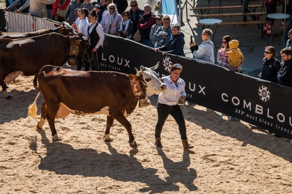 foto de la competencia de ganado en Combloux Show Agrícola Pays du Mont Blanc - Breeder y Abundancia en Bell Spectators