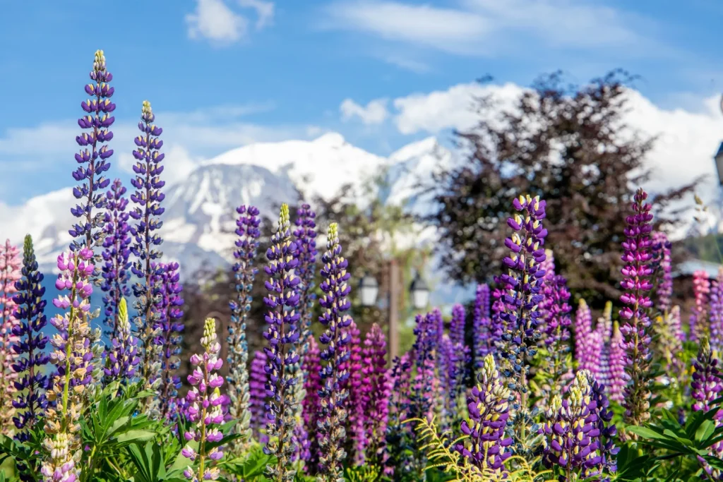 purple lupins in bloom mont blan shallow depth of field