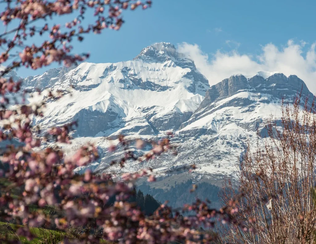 photo montagne pointe percee enneigee fleur rose printemps