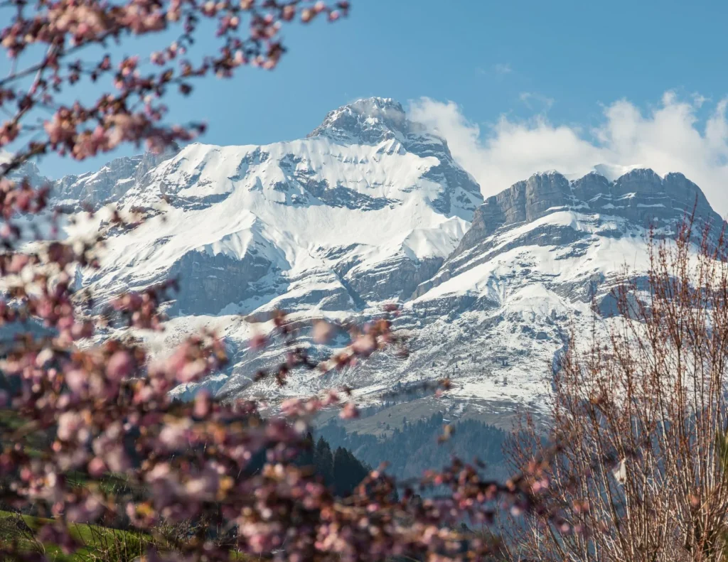 photo mountain pointe percee snowy pink flower spring