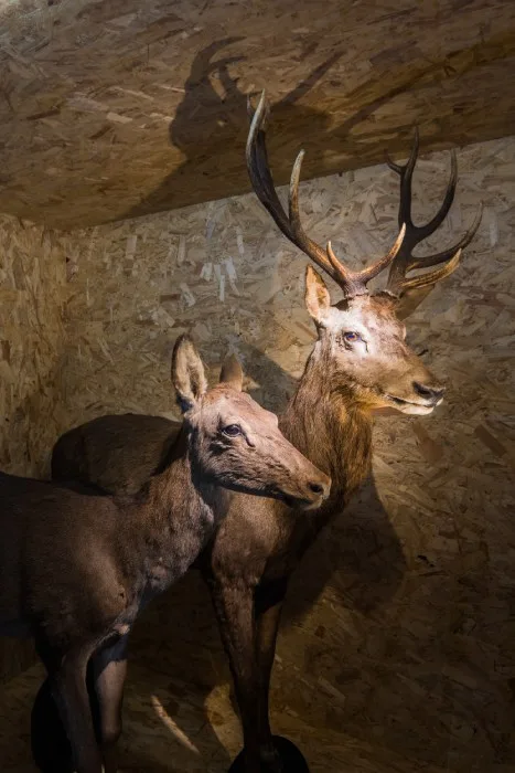 photo doe deer empailles museechateau des rubins sallanches