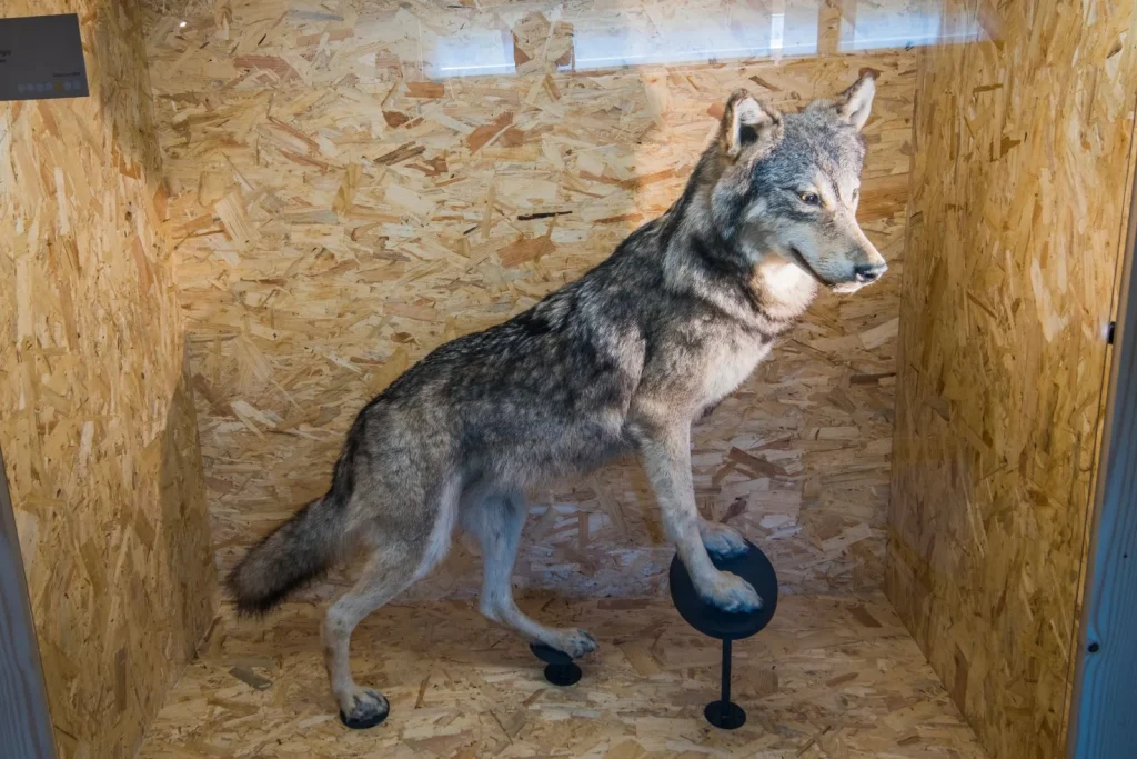 foto lobo disecado museo chateau des rubins sallanches