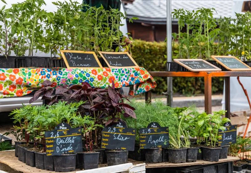 plants for the vegetable garden - local products stand Combloux Agricultural Show