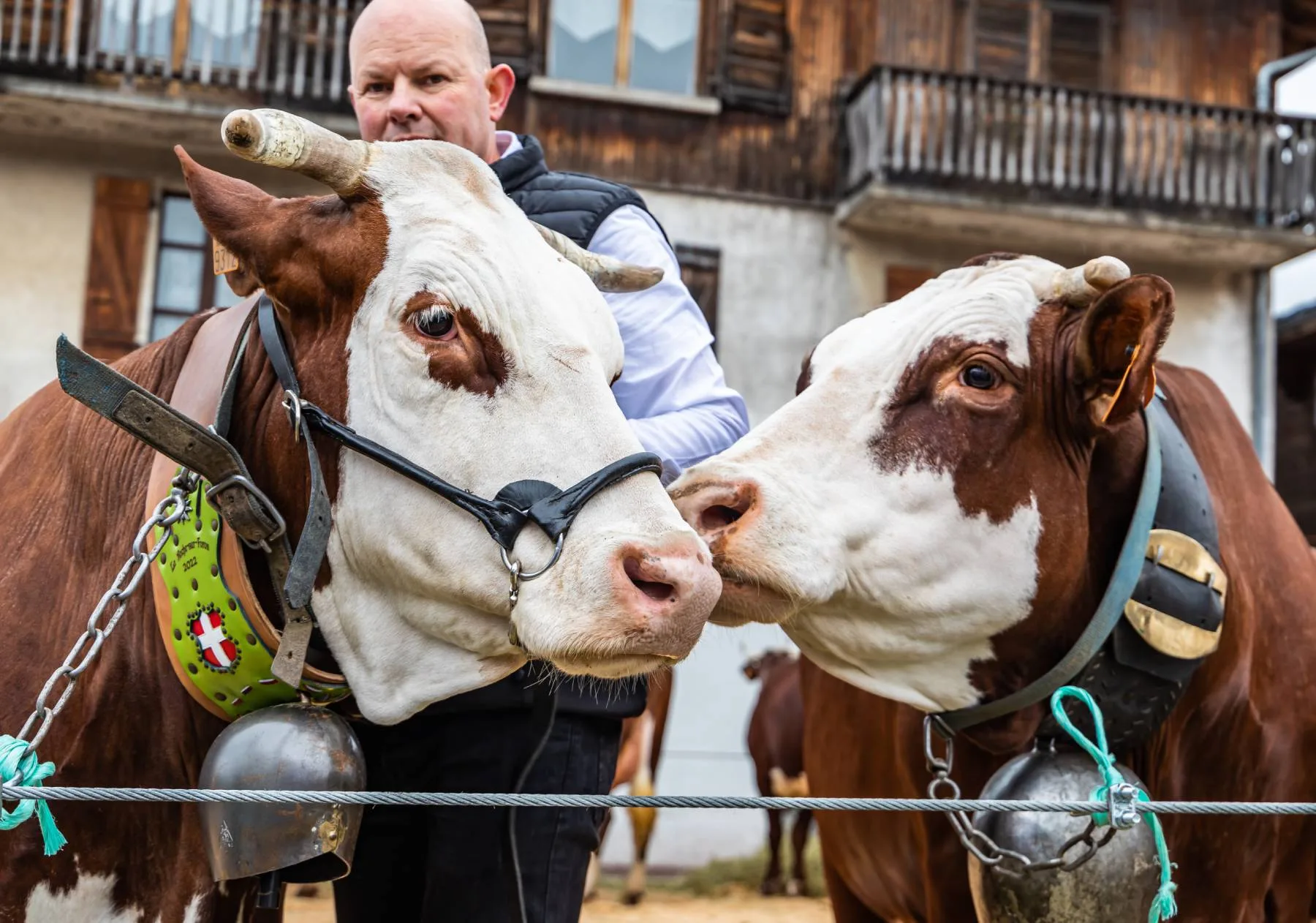 close-up of cows' heads - Combloux Agricultural Show 2023 edition