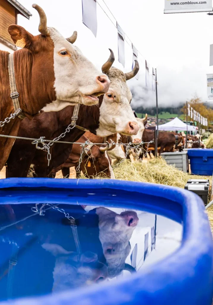 primer plano vacas abundancia espectáculo agrícola combloux