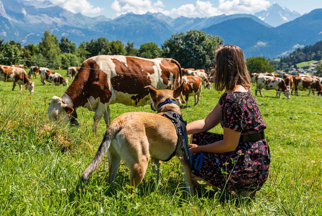 Dog on a leash in front of a cow in the mountains