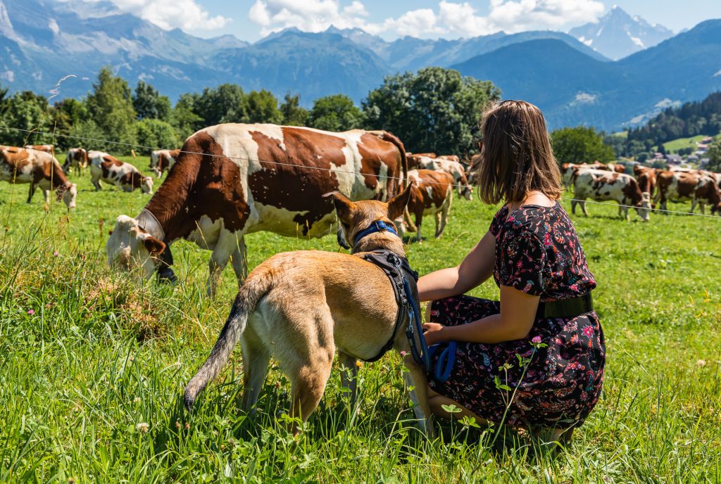 Perro con correa frente a una vaca en las montañas