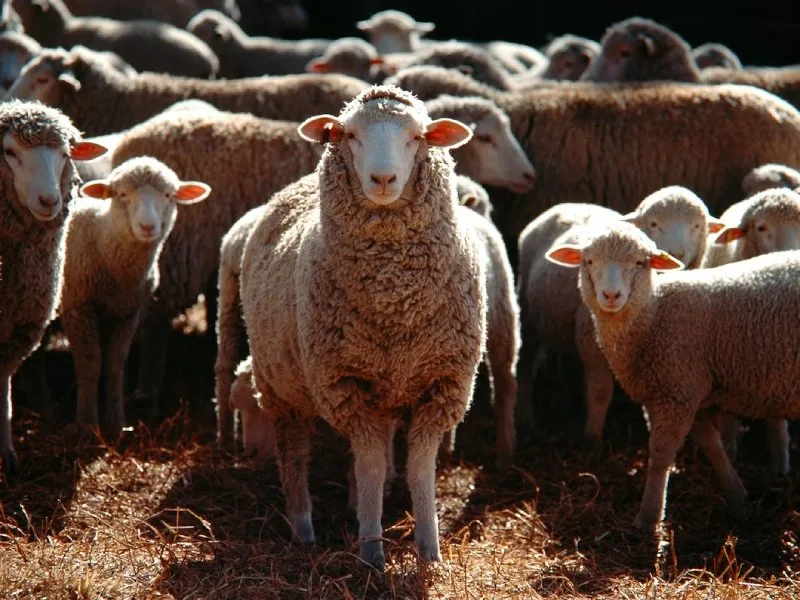 sheep in hay