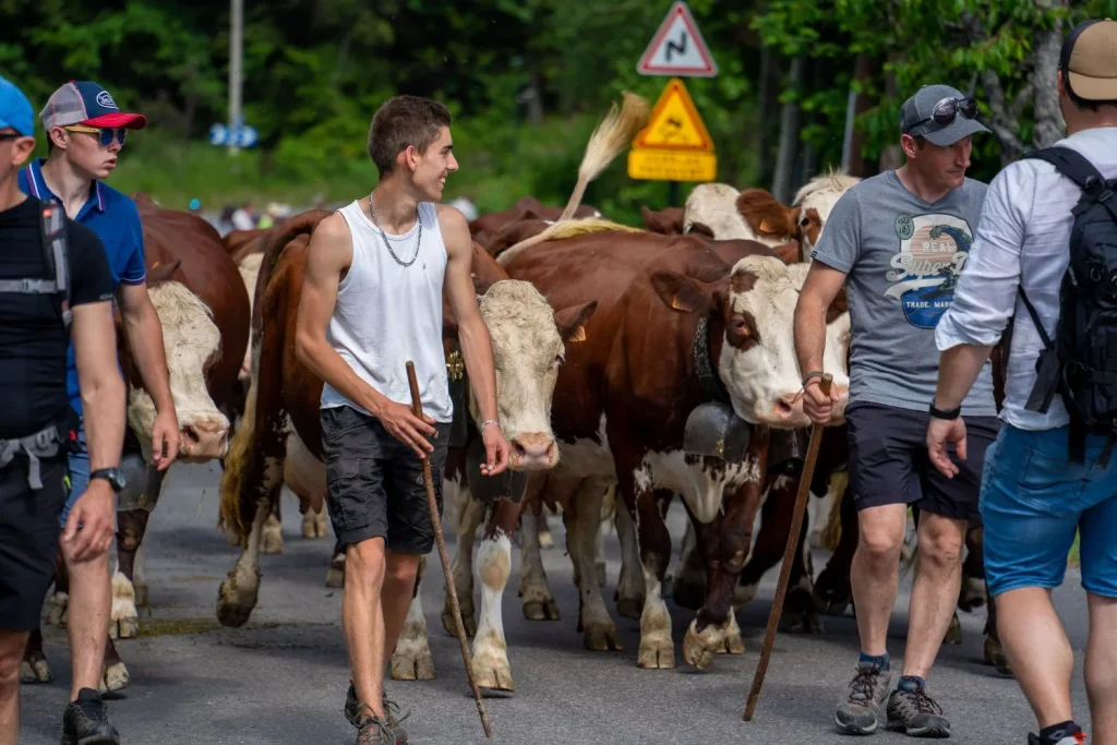 emmontagnee combloux - photo transhumance cow farm alpine pasture - closer plan farmer leading cattle