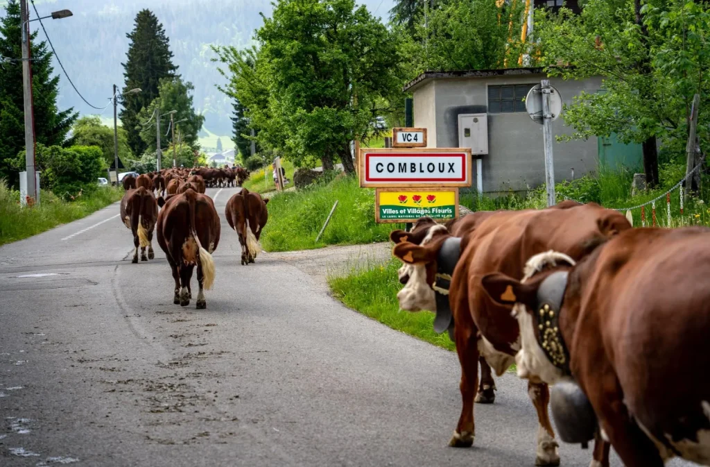 Emmontagnee Combloux - foto trashumancia granja de vacas pastos alpinos - ganado delante del panel Combloux