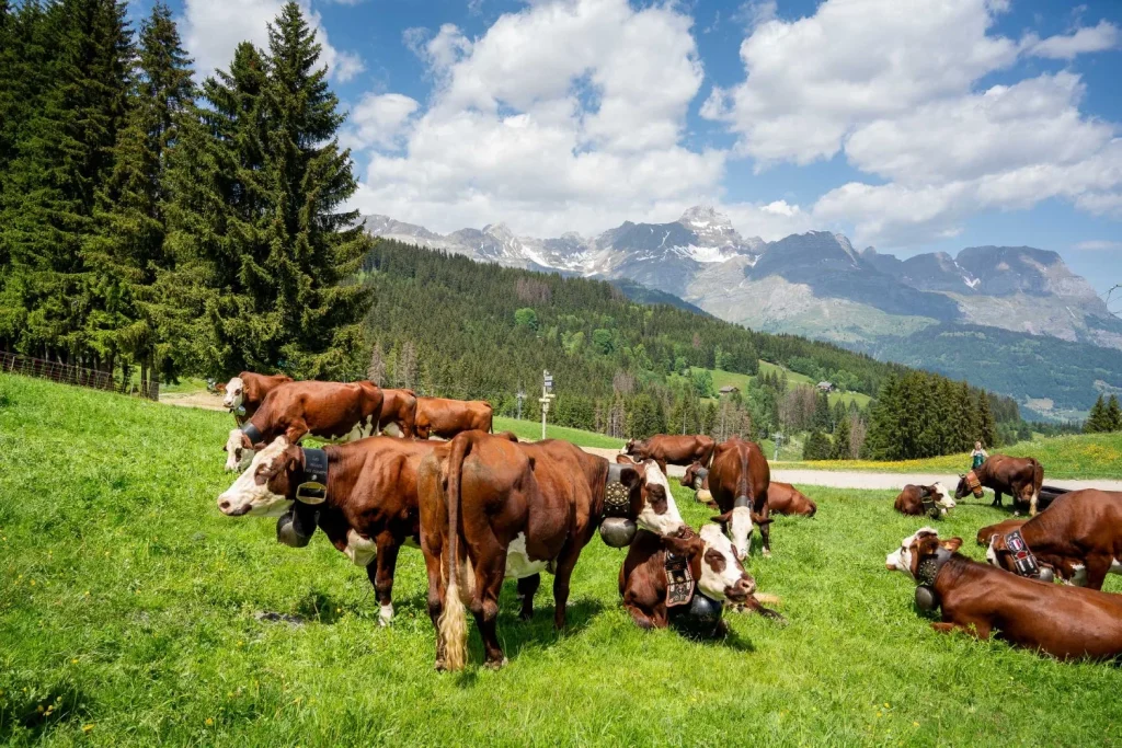 emmontagnee combloux - photo of cows arriving at mountain pasture