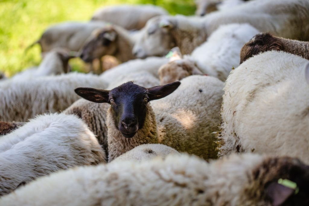 close-up black-headed sheep among its livestock