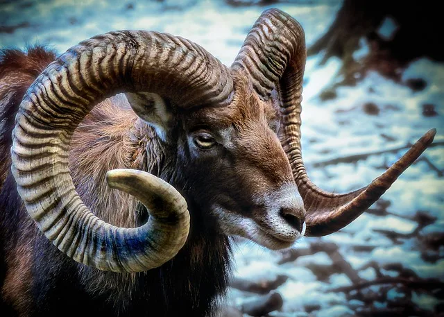 close-up mouflon profile enhancement horns