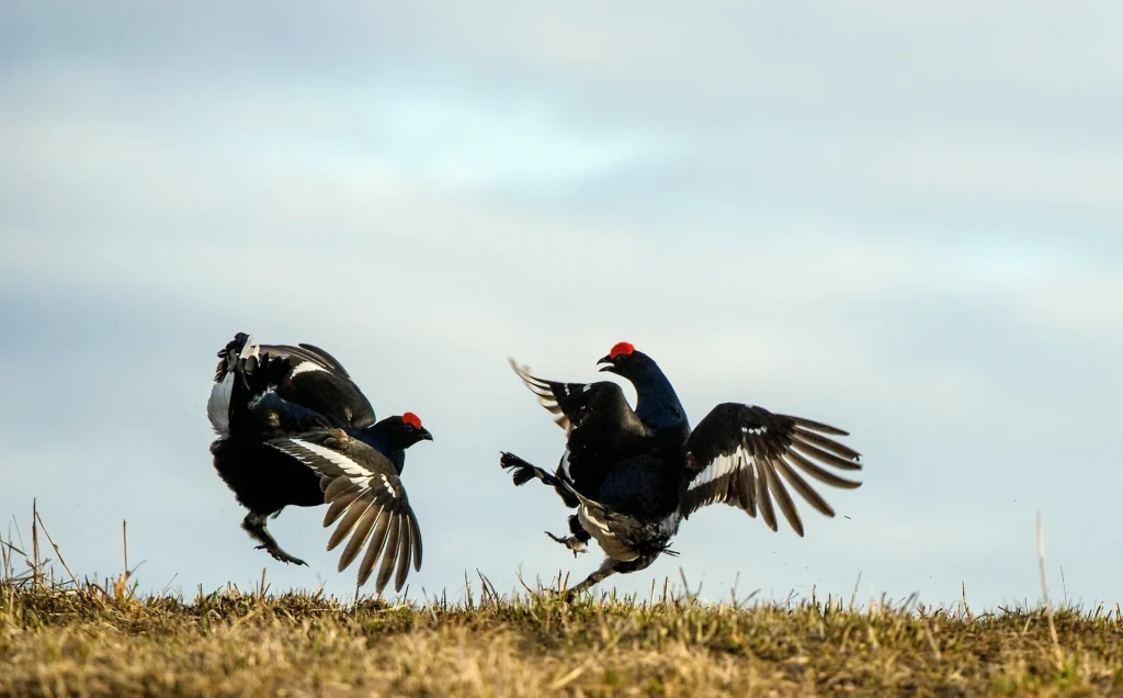 tetralyre courtship