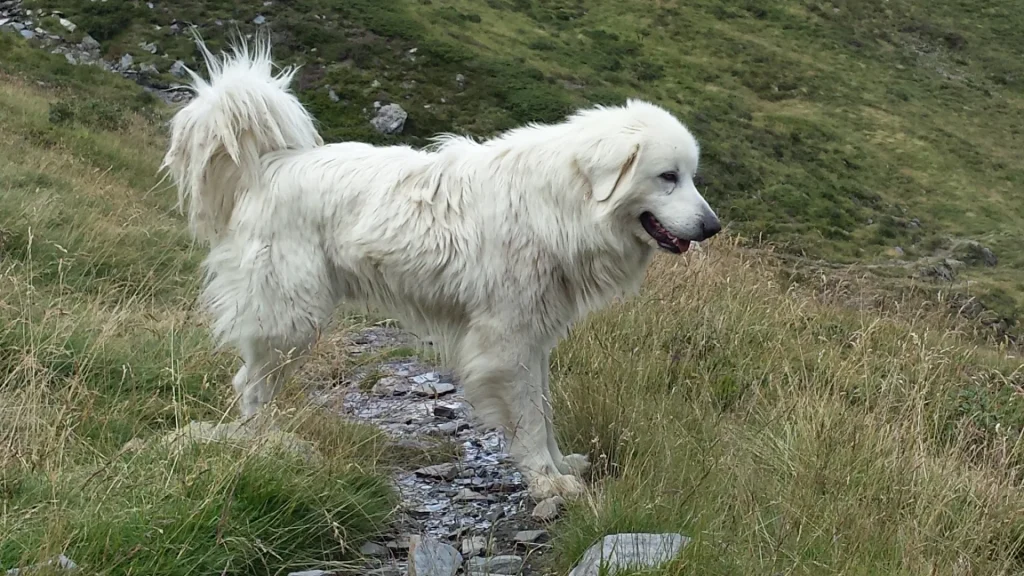 plan rapproche profil grand chien blanc : patou