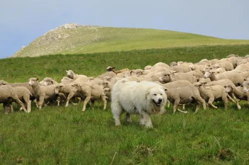 patou escorting herds of sheep in apage