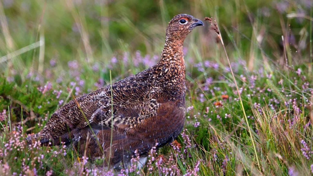 female black grouse close-up in profile