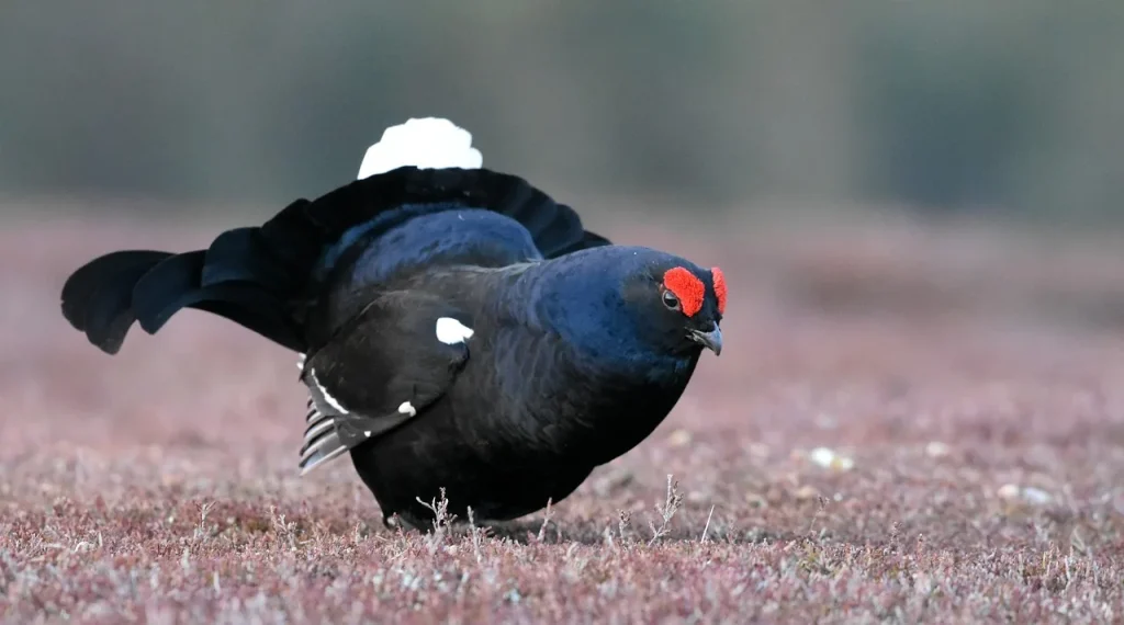 foto de urogallo negro mal haciendo una reverencia