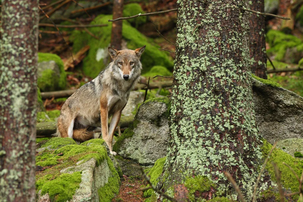 bosque alpino lobo gris común