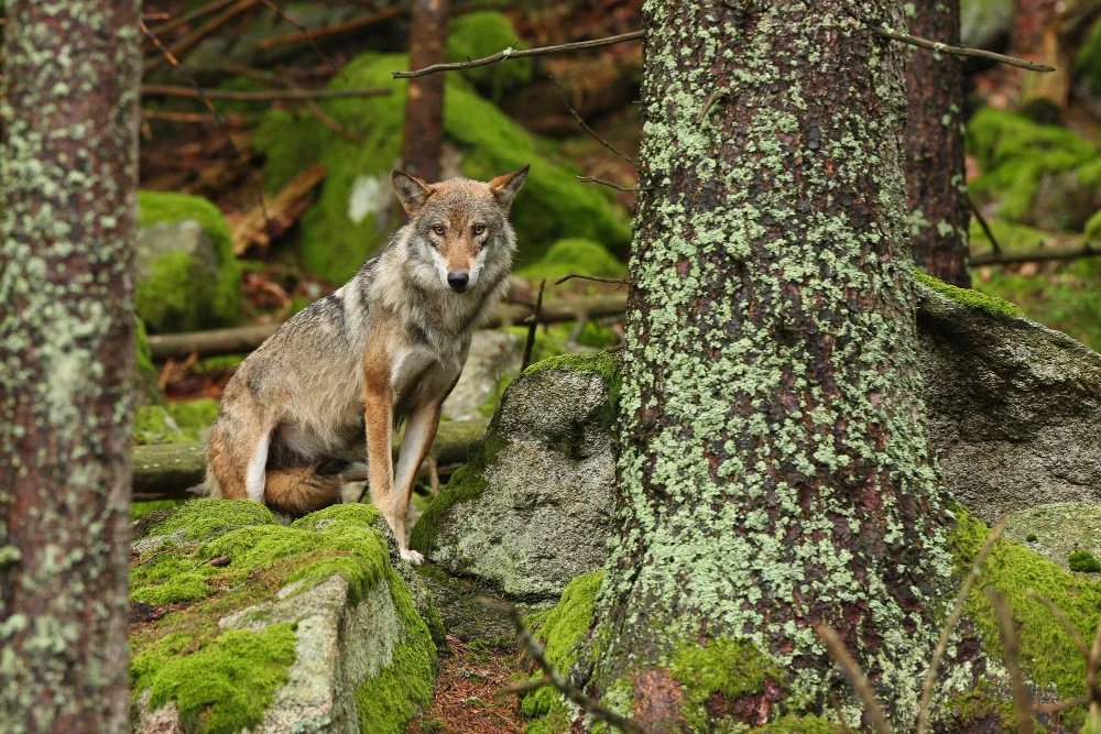 common gray wolf alpine forest