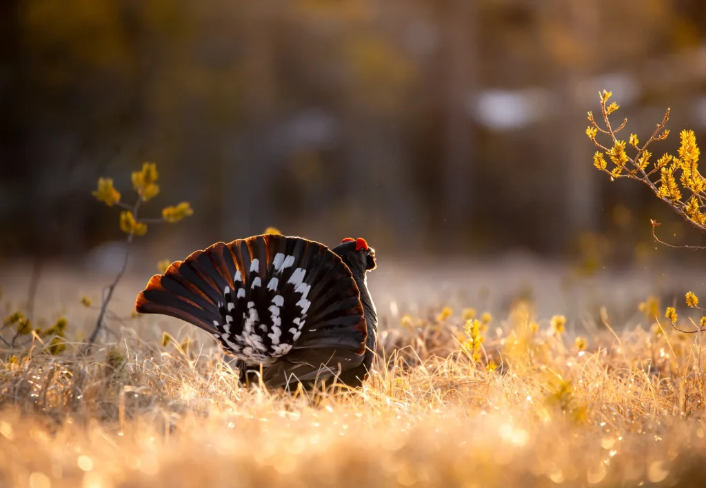black grouse from behind lyre-shaped tail