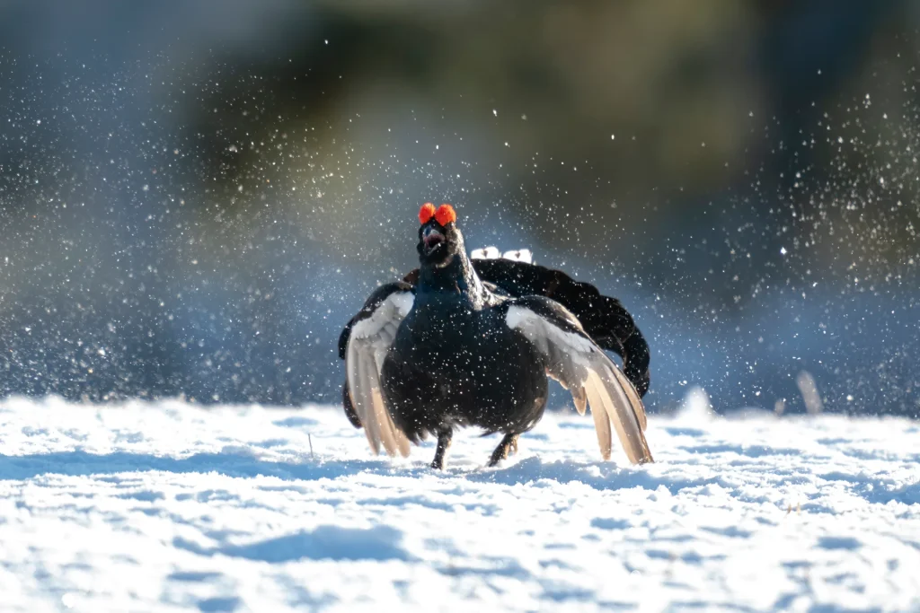 urogallo negro retozando en la nieve