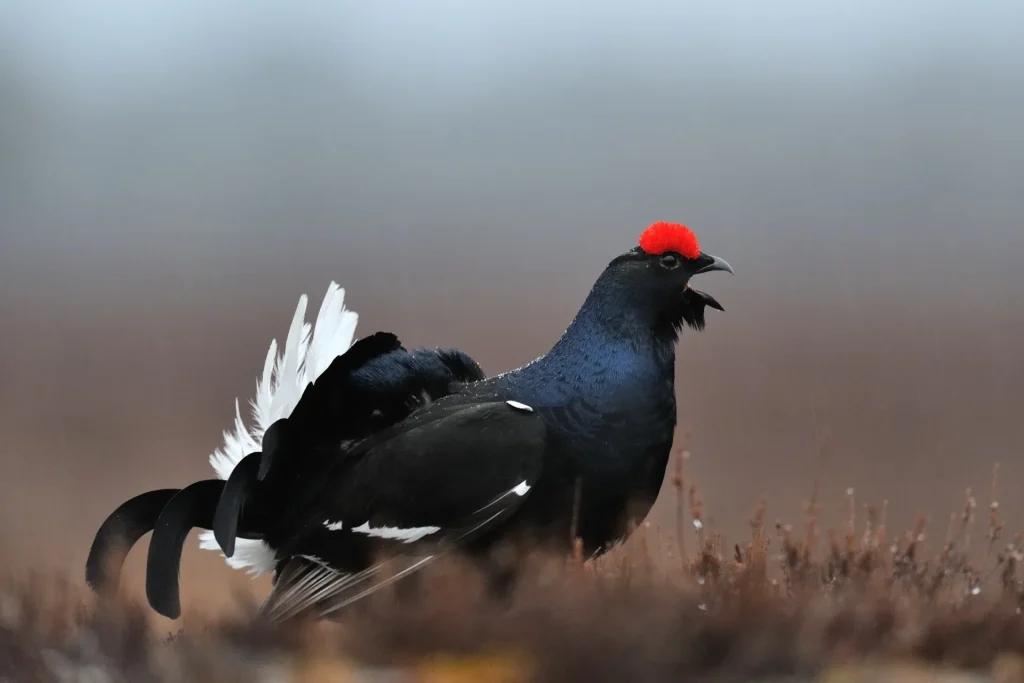 male black grouse in profile