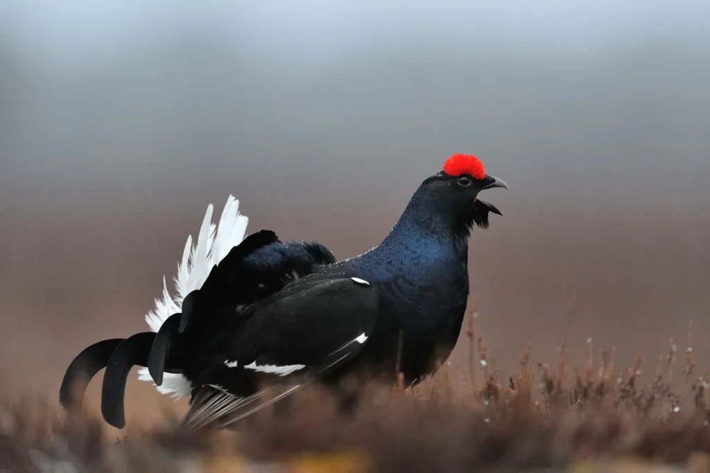 urogallo negro macho de perfil