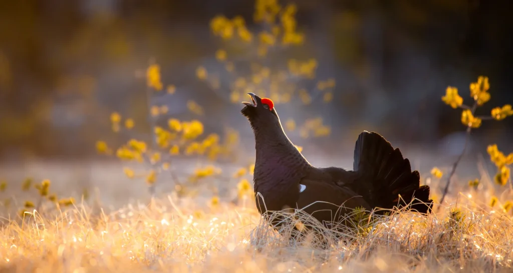 tetra lyre singing in the early morning golden lights