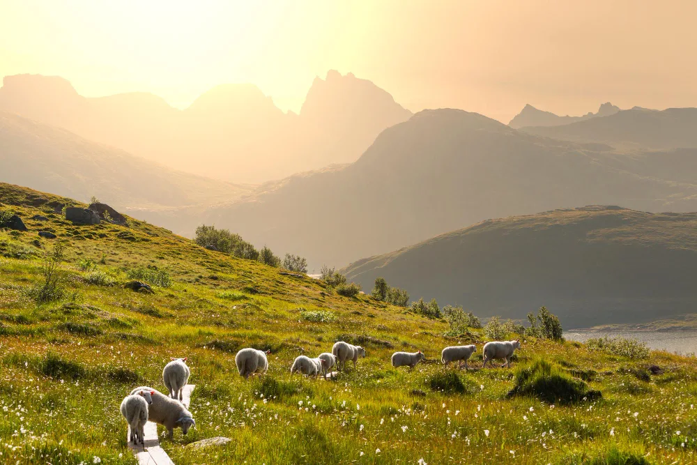 troupeau moutons en alpage couche de soleil montagnes en fond