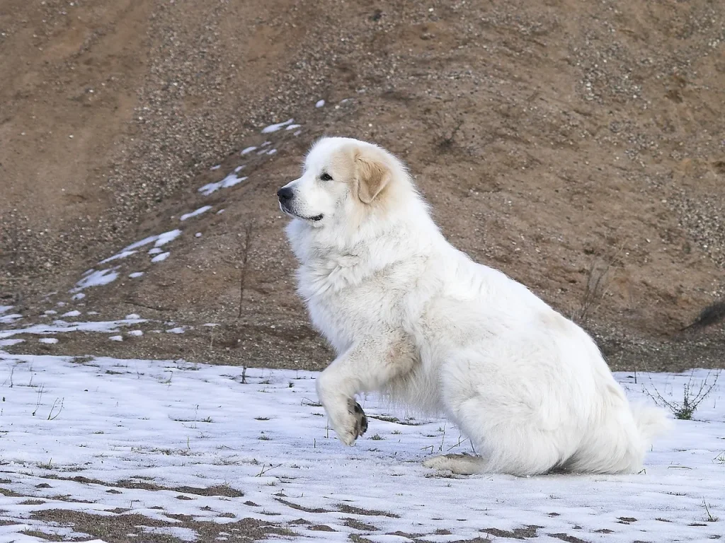 patou profile snowy alpine pasture preparing to pounce