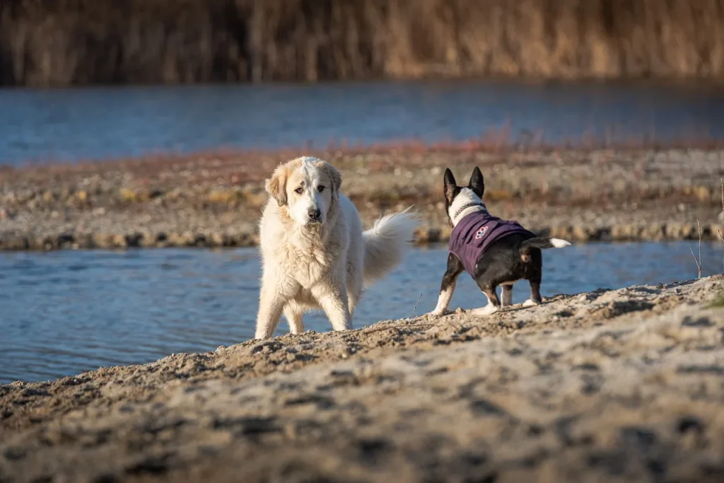 altercation patou et petit chien compagnie