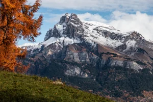 cimeaiguille rouges, tete colonney enneiges fiz feuilles oranges