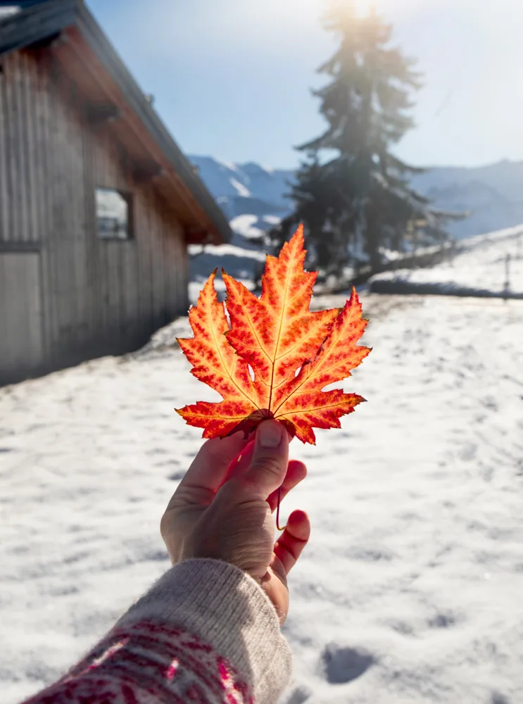 photo red tree leaf on snowy Combloux resort landscape background