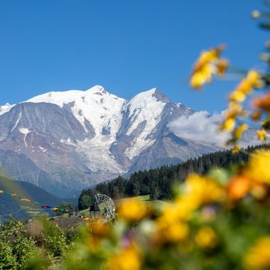 mont-blanc cielo azul flores amarillas y rosadas