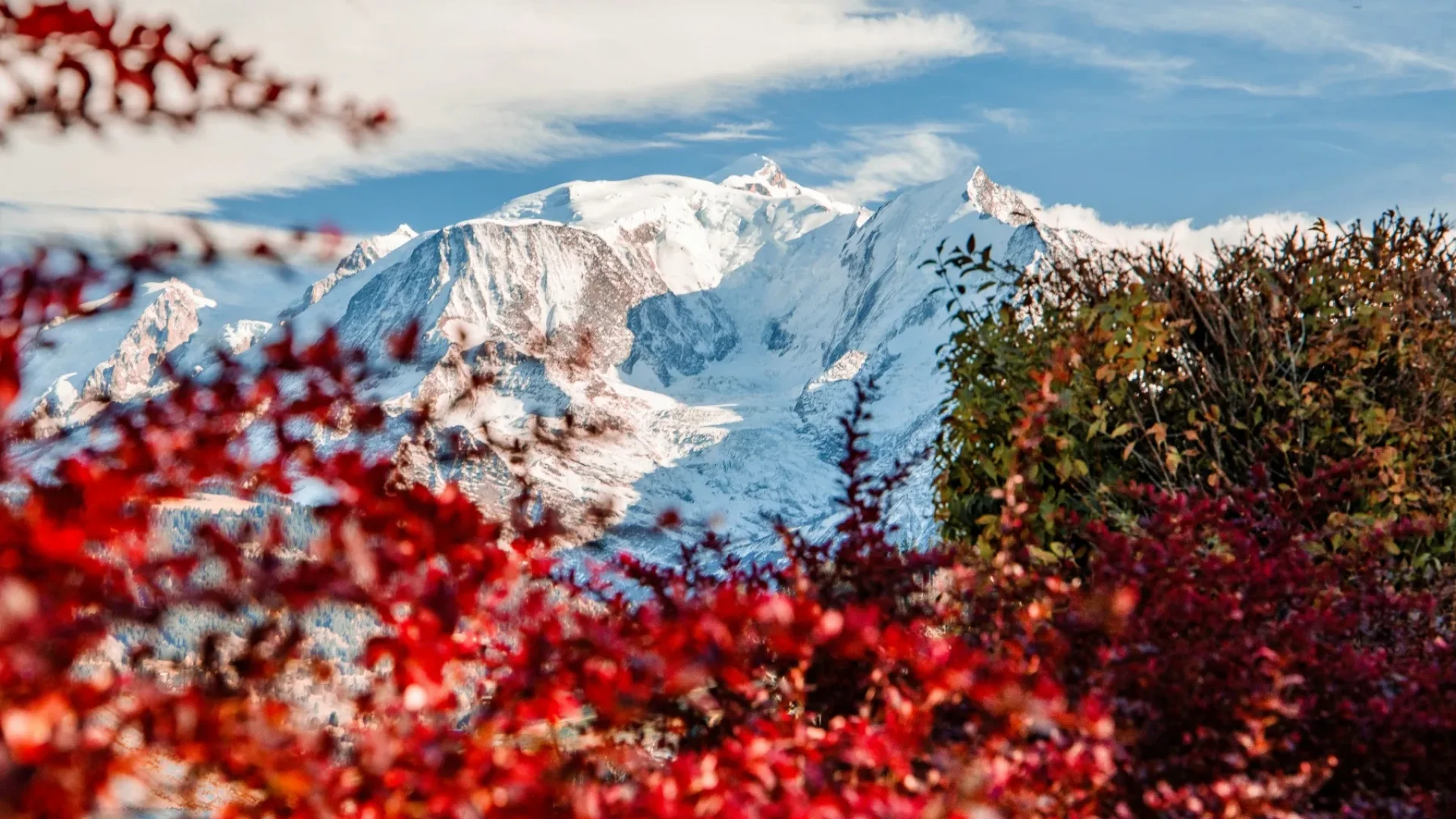 mont blanc primer plano hojas rojas