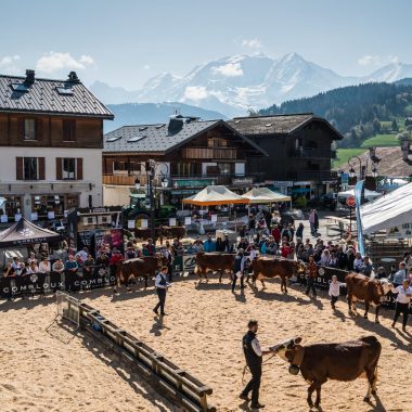 photo competition combloux cattle show agricultural country of mont blanc plan together event