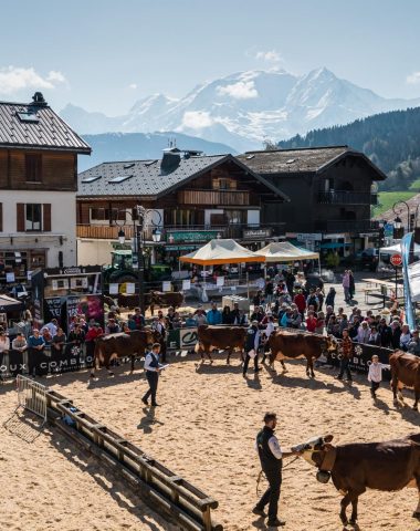 photo competition combloux cattle show agricultural country of mont blanc plan together event