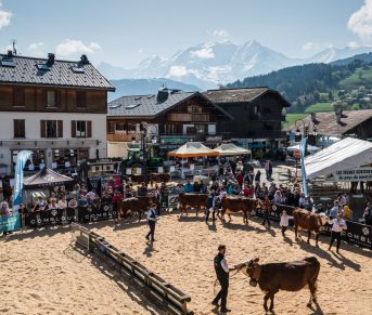 concurso de fotografía de ganado combloux espectáculo agrícola país del mont blanc