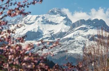 foto montaña pointe percee nevado rosa flor primavera