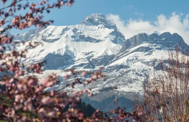 photo montagne pointe percee enneigee fleur rose printemps