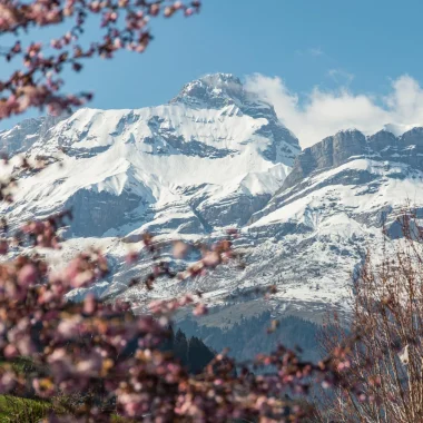 photo montagne pointe percee enneigee fleur rose printemps