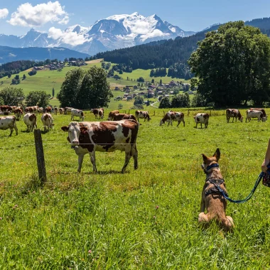 Dog and cows in front of Mont-Blanc