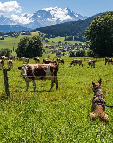 Perro y vacas frente al Mont-Blanc