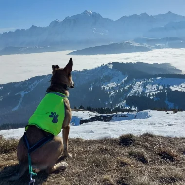 Chien en randonnée face au Mont-Blanc