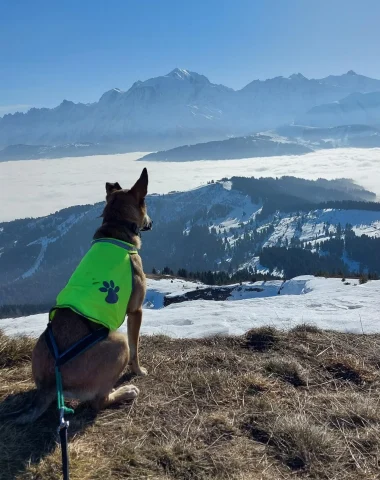 Chien en randonnée face au Mont-Blanc